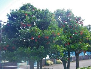 さんごじゅ（珊瑚樹）