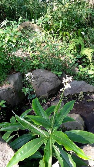ヤブミョウガが開花しました