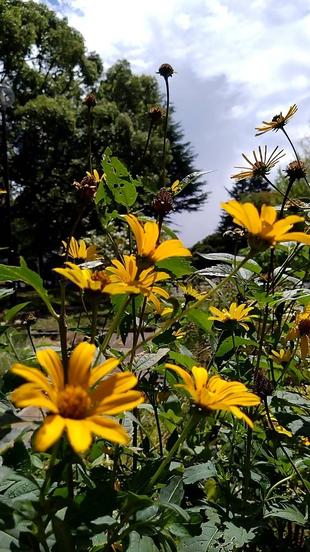 園内各所の夏花 ~  へリオプシスとルドベキア