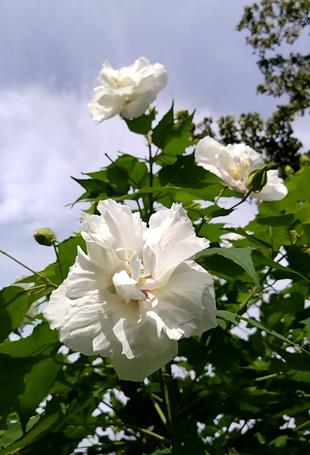 酔芙蓉が咲き出しました