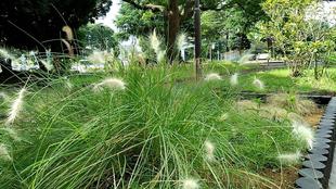 秋めいてきた宿根草花壇のグラス類
