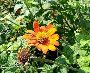 園内各所の夏花 ― チトニア