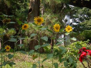 園内にヒマワリが咲いていて夏らしい景色です!