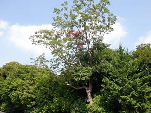 サルスベリにピンク色の花が咲いています
