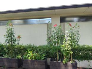 モミジアオイが咲いています