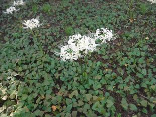 彼岸花（ヒガンバナ）