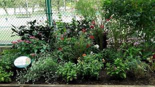 里山ガーデンフェスタからの～