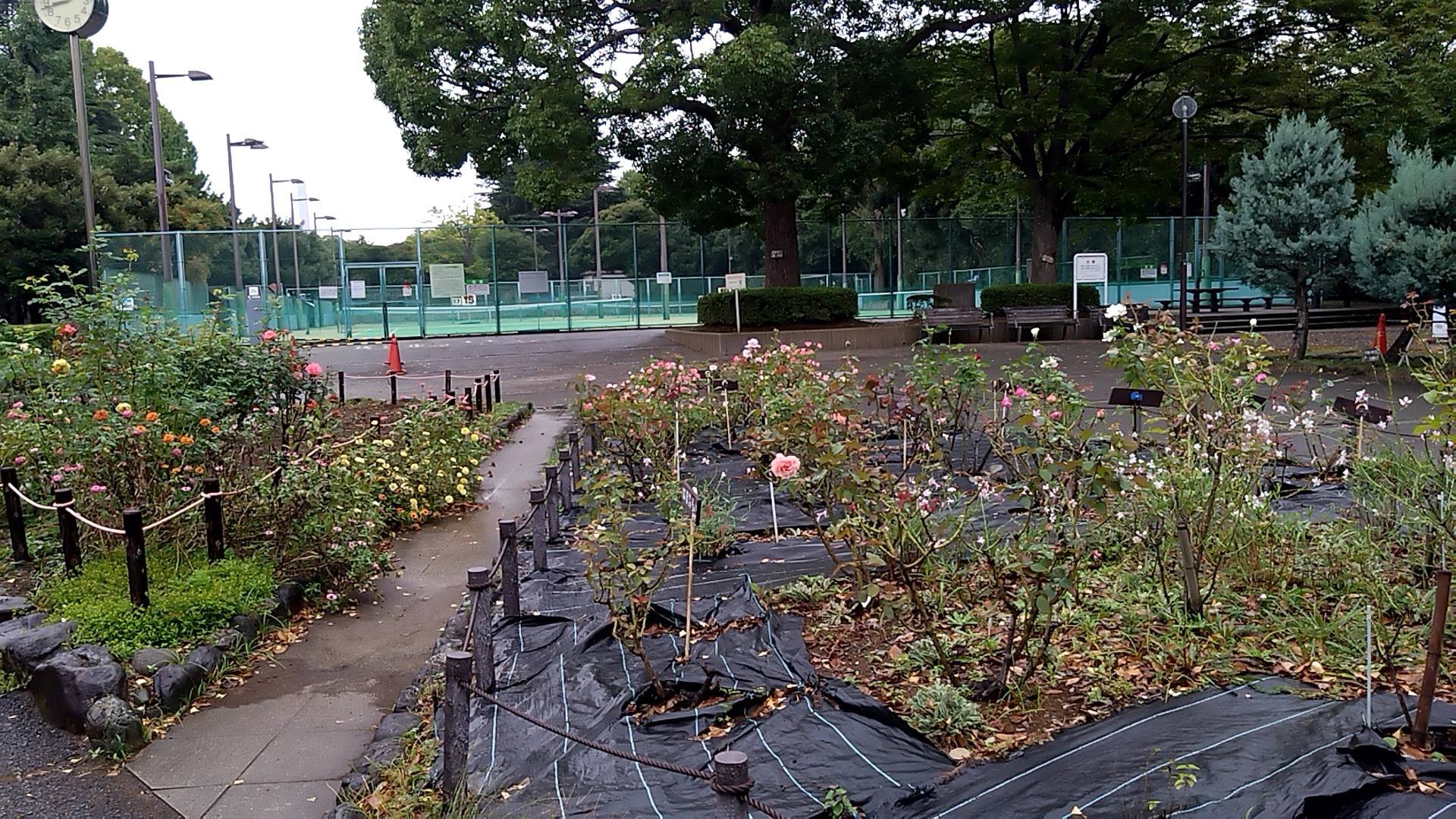 10/13　朝のバラ花壇の写真