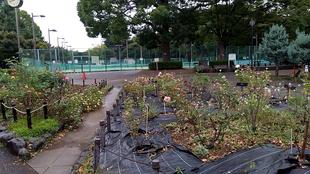 10/13　朝のバラ花壇