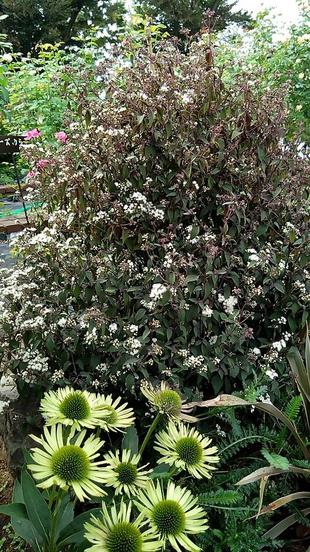 ナチュラルステイックガーデン（ロータリー花壇）～22