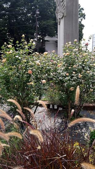 ナチュラルステイックガーデン（ロータリー花壇）～21