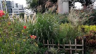 ナチュラルスティックガーデン（ロータリー花壇）～23