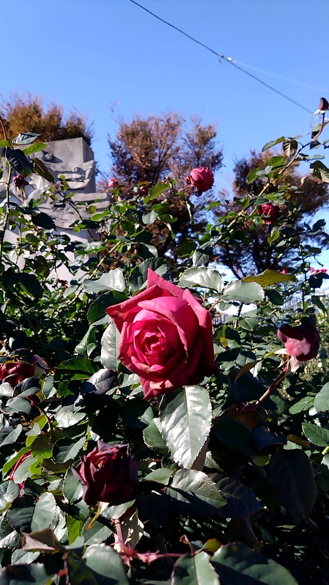 ナチュラルスティクガーデンの花の植栽 1の写真