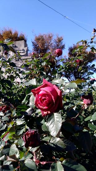 ナチュラルスティクガーデンの花の植栽　１