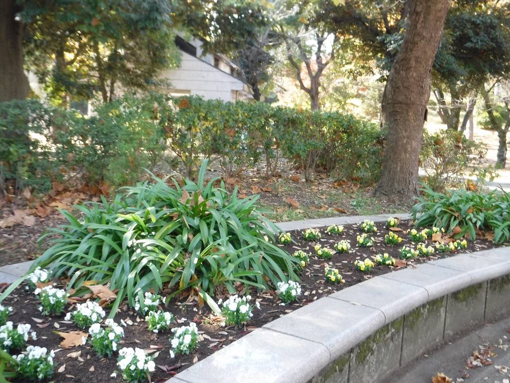 冬の花植え~自由広場の写真