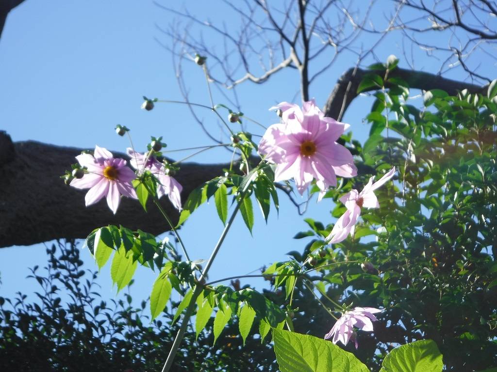 皇帝ダリアが咲いています|｜ブログ|三ツ沢公園公式サイト｜公益