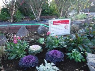 花苗の植栽　５