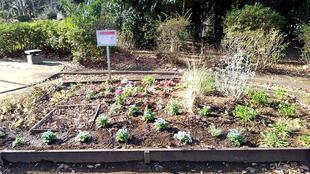 花苗の植栽　３