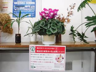 横浜花き展覧会　出展のシクラメンです!!