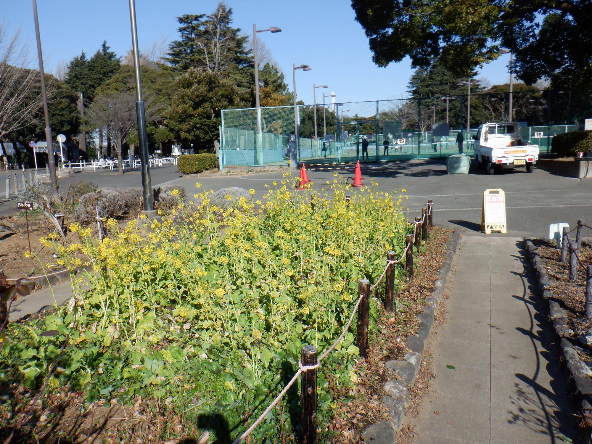 菜の花が咲いています!!の写真