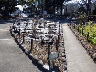 バラの冬剪定＆寒肥