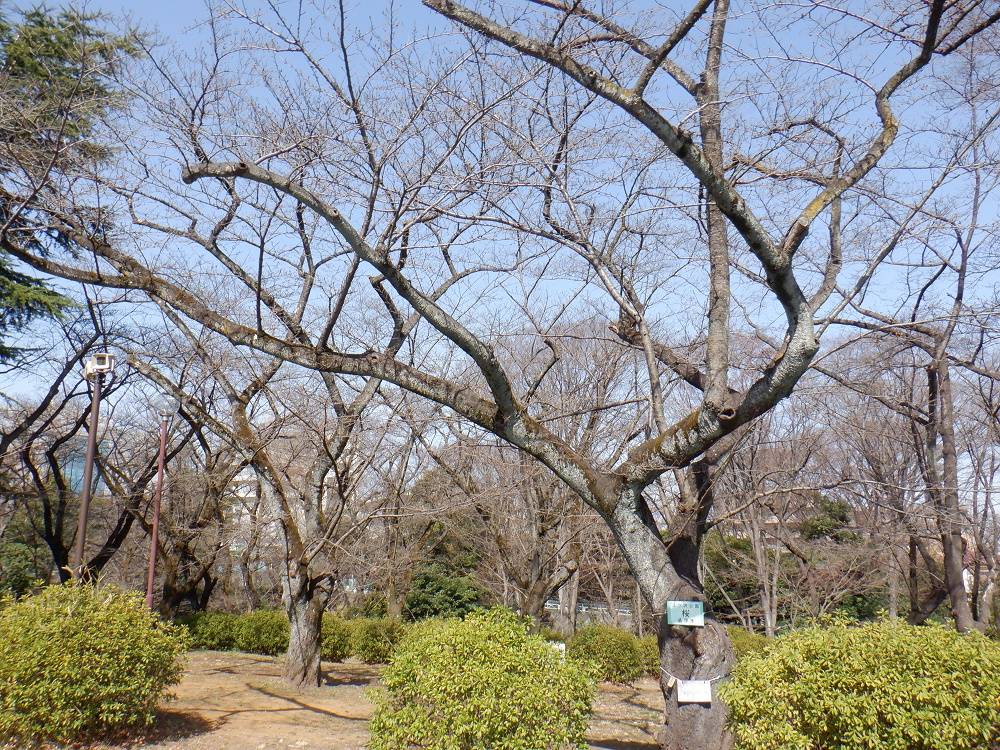 桜開花情報【2023年3月11日号】の写真