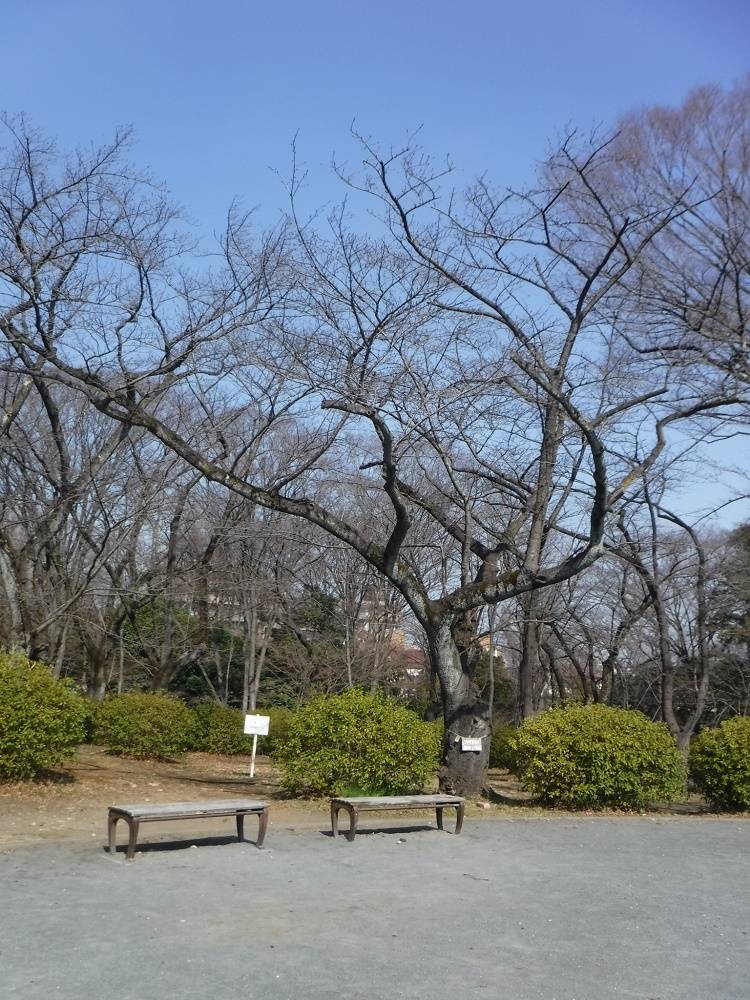 「2023桜の開花情報」につきスタートします!の写真