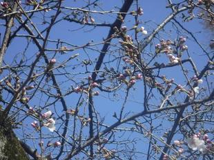 桜開花情報【2023年3月19日号】