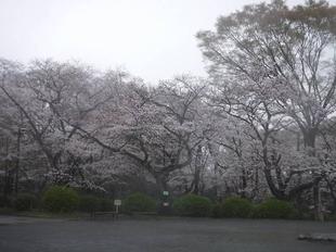 桜開花情報【2023年3月23日号】