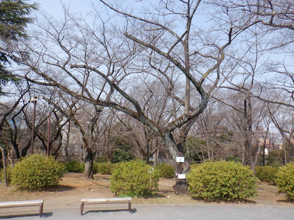 桜開花情報【2023年3月9日号】の写真