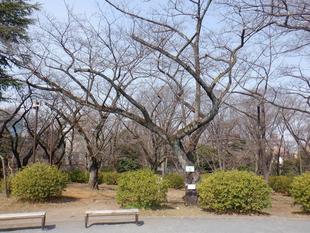 桜開花情報【2023年3月9日号】