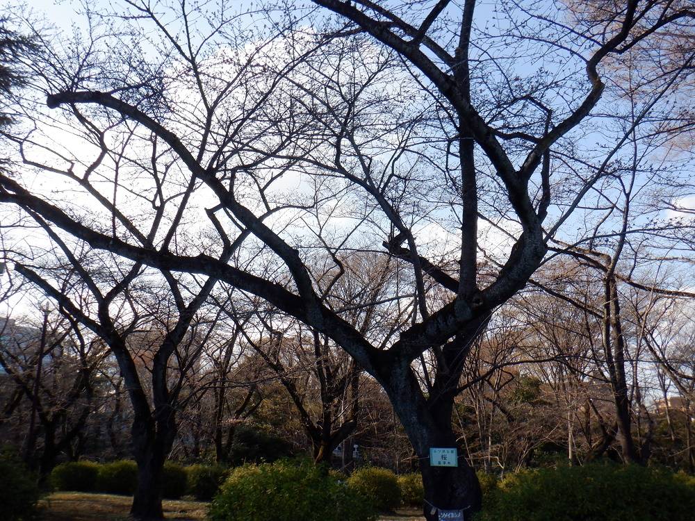 桜開花情報【2023年３月15日号】の写真