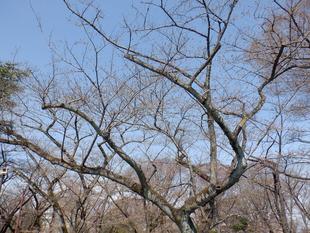 桜開花情報【2023年3月16日号】