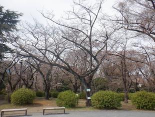 桜開花情報【2023年3月17日号】