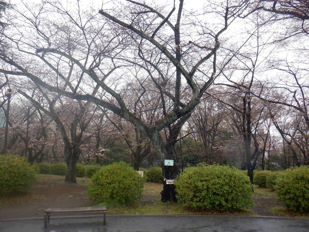 桜開花情報【2023年3月18日号】の写真