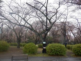 桜開花情報【2023年3月18日号】