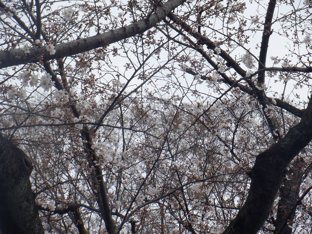 桜開花情報【2023年3月21日号】の写真