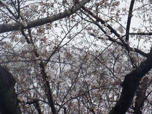 桜開花情報【2023年3月21日号】