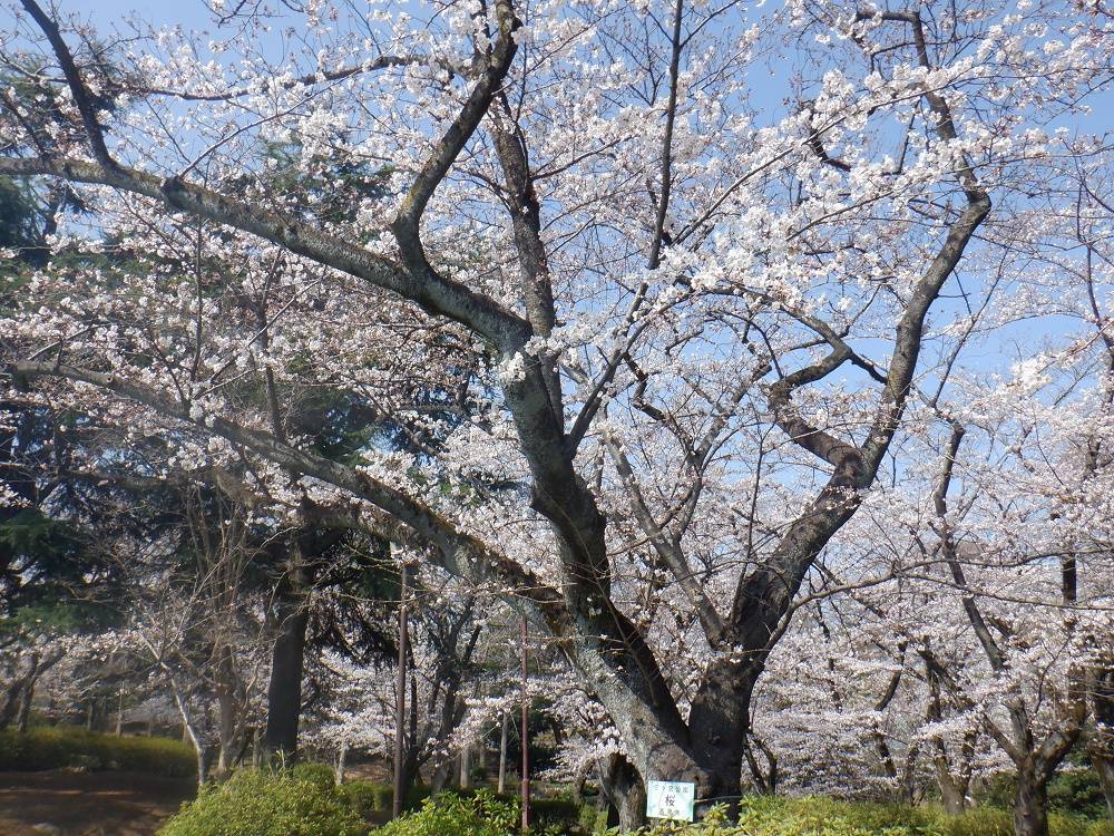 桜開花情報【2023年3月22日号】の写真