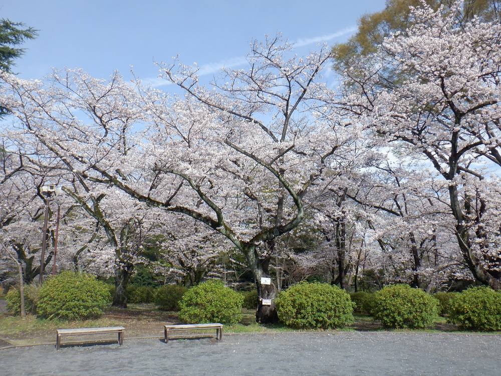 桜開花情報【2023年3月24日号】の写真