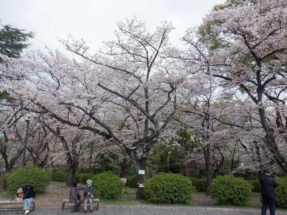桜開花情報【2023年3月29日号】の写真