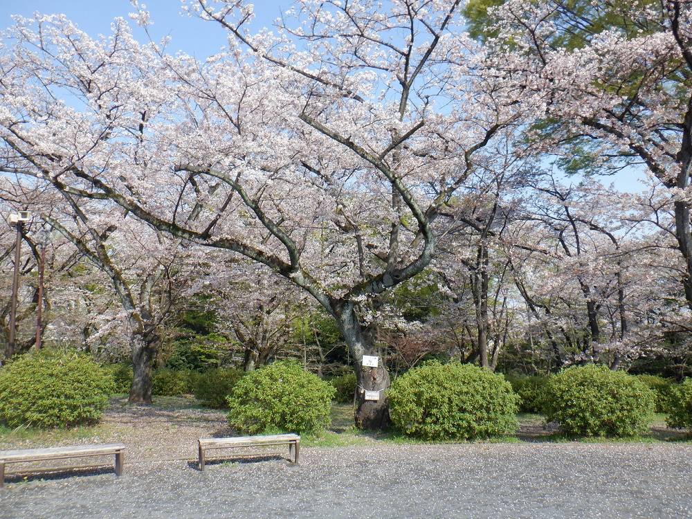 桜開花情報【2023年3月30日号】の写真