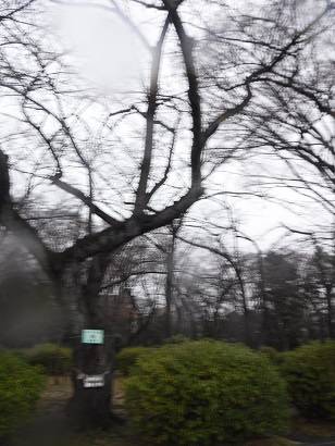 桜開花情報【2023年3月13日号】の写真