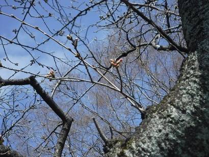 桜開花情報【2023年3月14日号】の写真