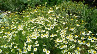 ナチュラリスティックガーデン 2