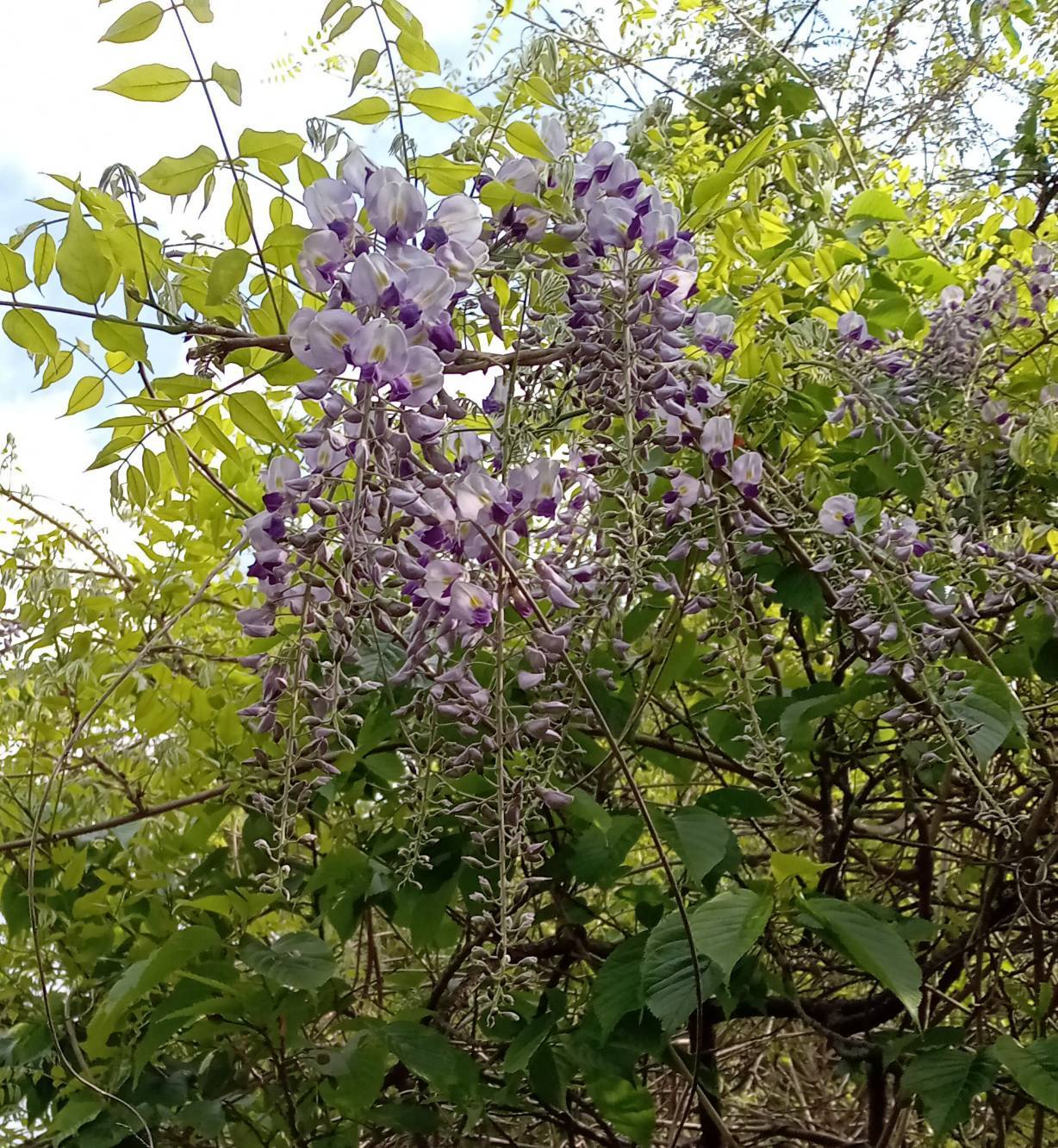 わんぱく広場上に咲く「フジ」の写真