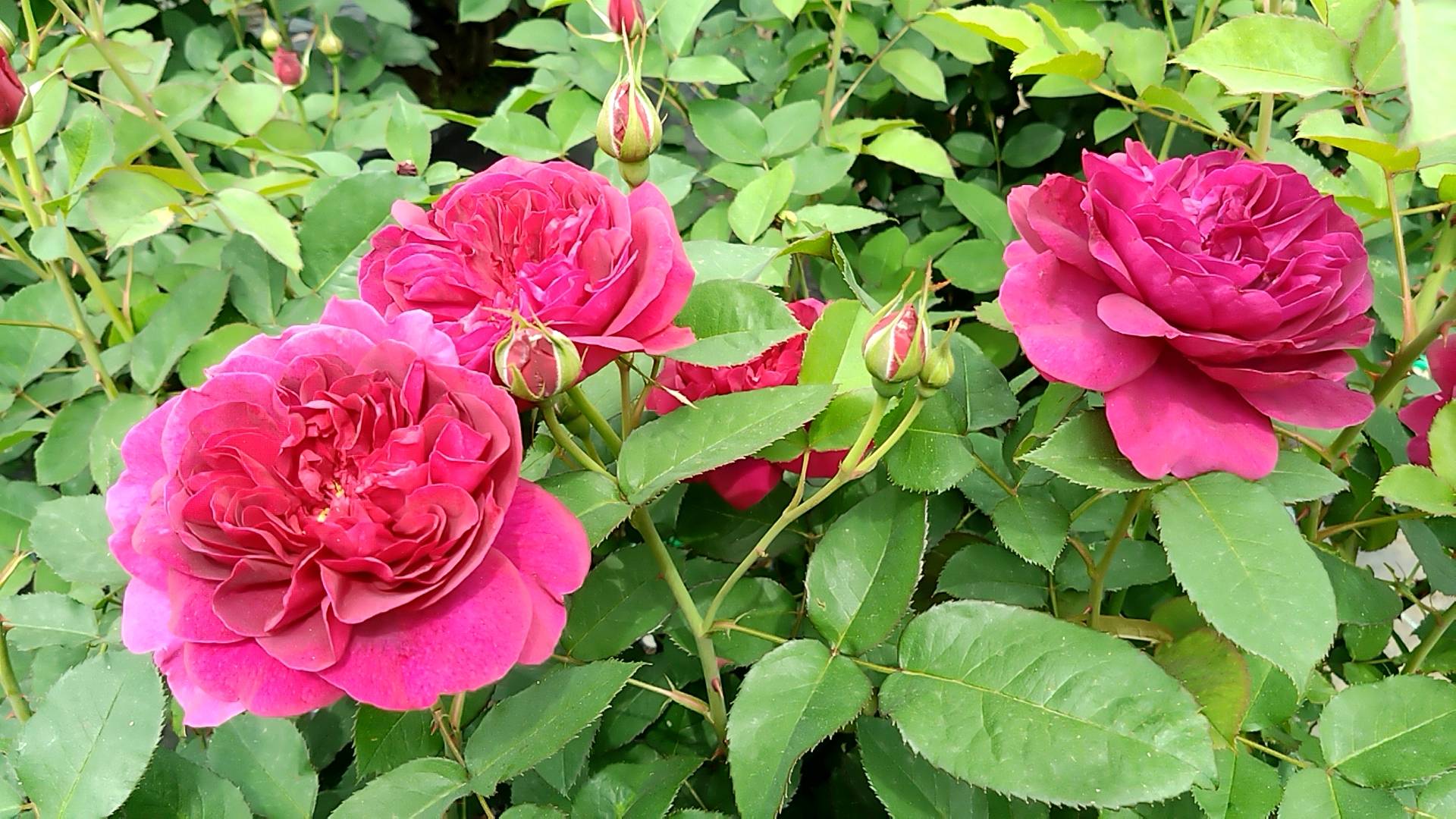 ナチュラリスティックガーデン(薔薇)の写真
