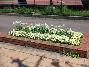 レンガ花壇(第一レストハウス前)