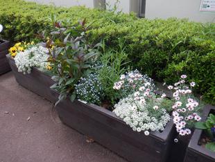 第1レストハウス奥の花壇