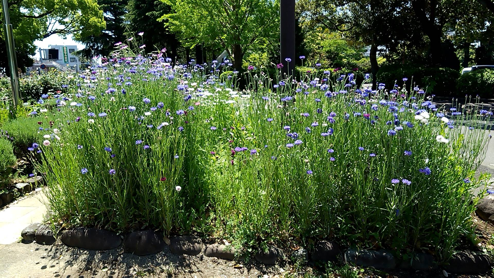 ばら花壇周辺の花々の写真